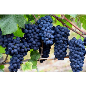 Саженцы Виноград Каладок